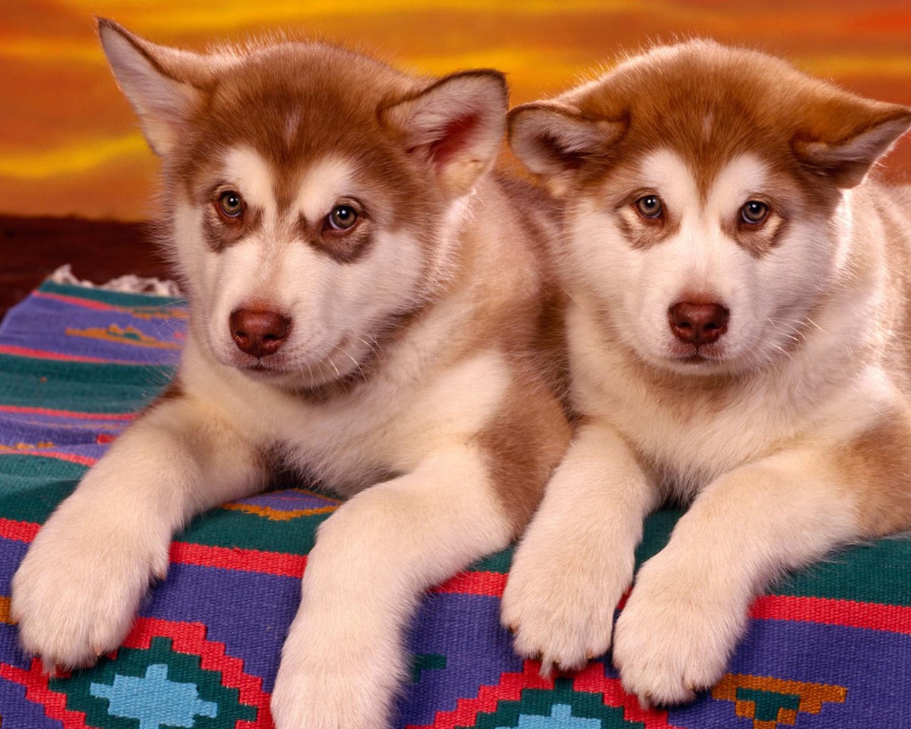 Puppy Foto HD Tapety na plochu (2) #17 - 1280x1024