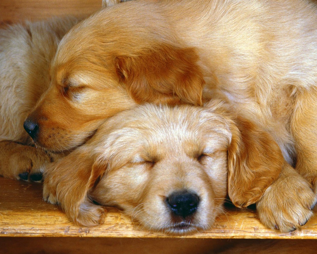 Puppy Foto HD Tapety na plochu (2) #18 - 1280x1024