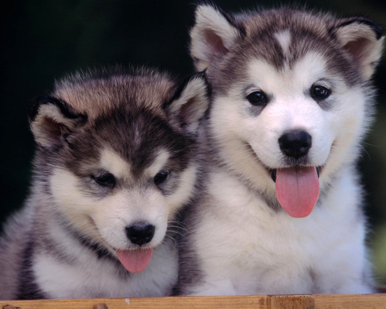 Puppy Photo HD wallpapers (2) #20 - 1280x1024