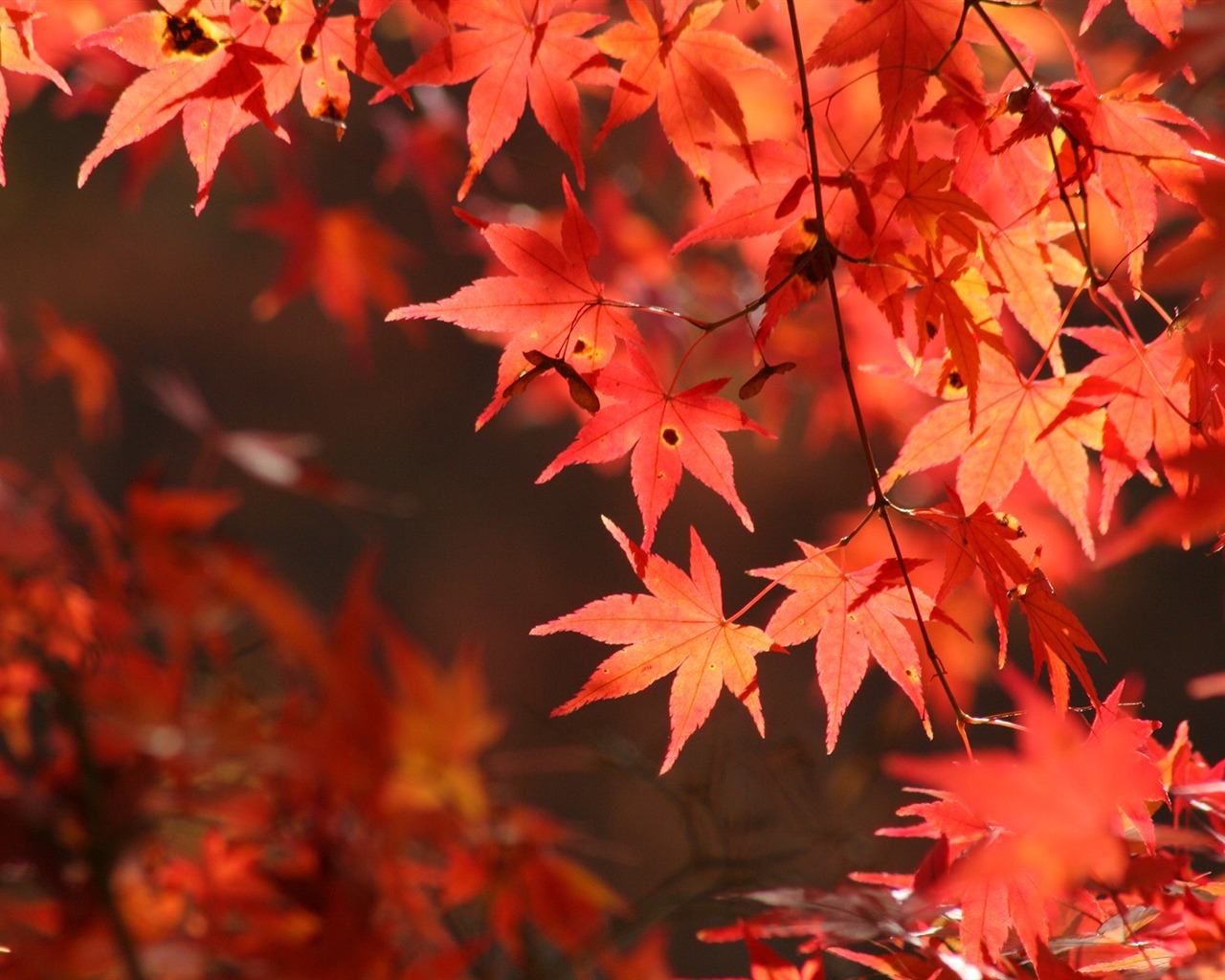 Maple nebe tapetu (2) #1 - 1280x1024