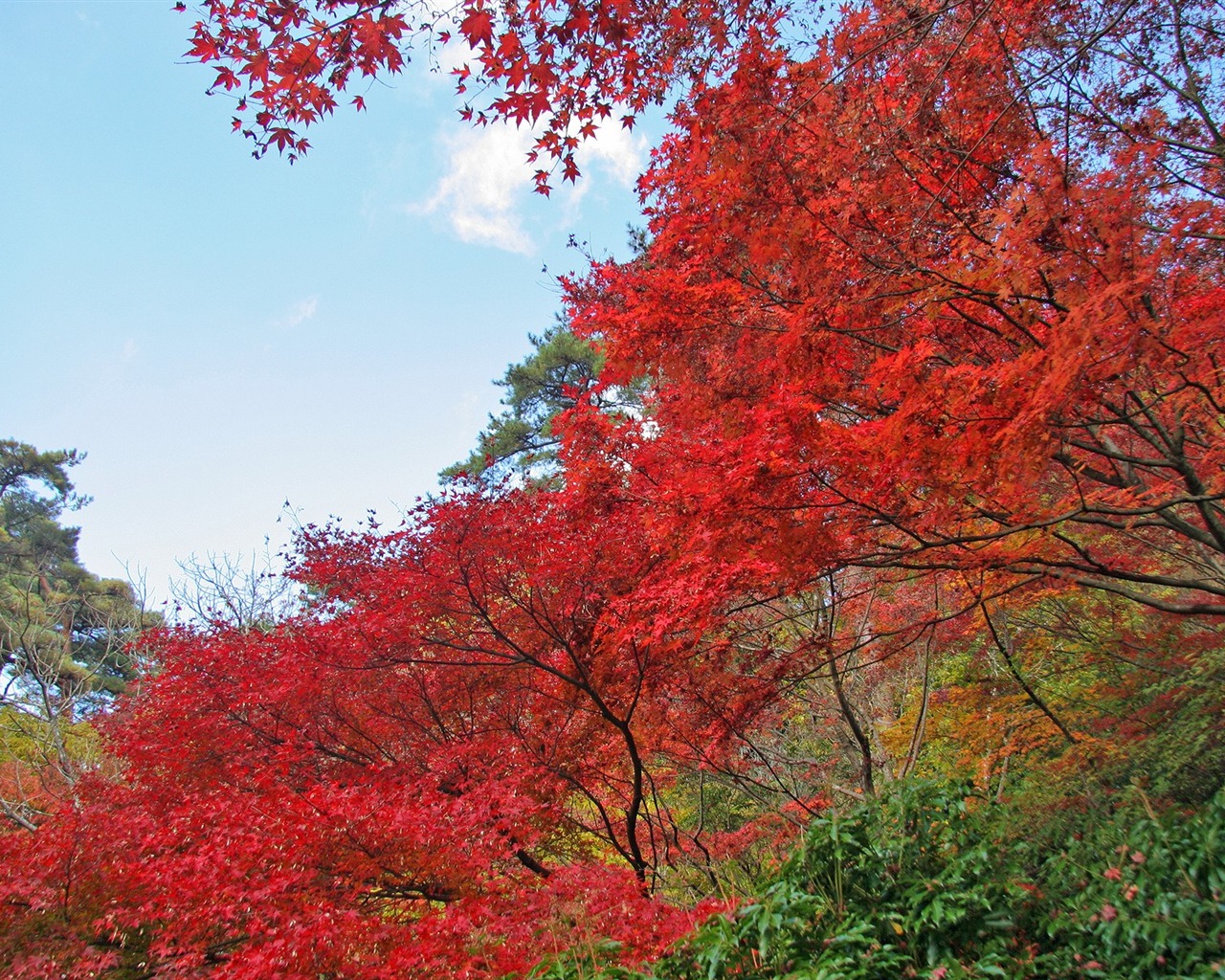 Maple sky wallpaper (2) #3 - 1280x1024