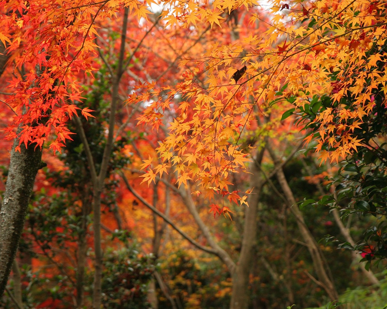 Maple sky wallpaper (2) #4 - 1280x1024