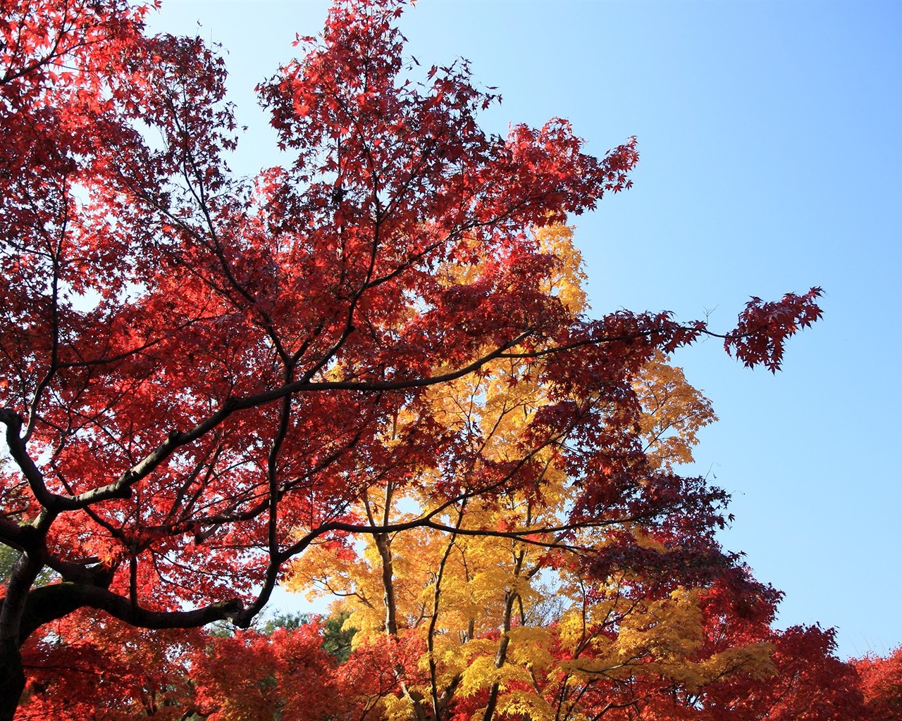 Maple sky wallpaper (2) #5 - 1280x1024