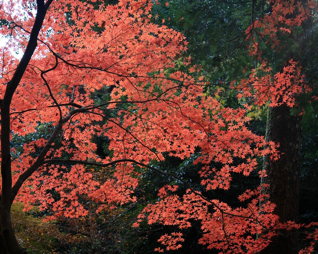 楓葉滿天 壁紙(二) #6 - 1280x1024