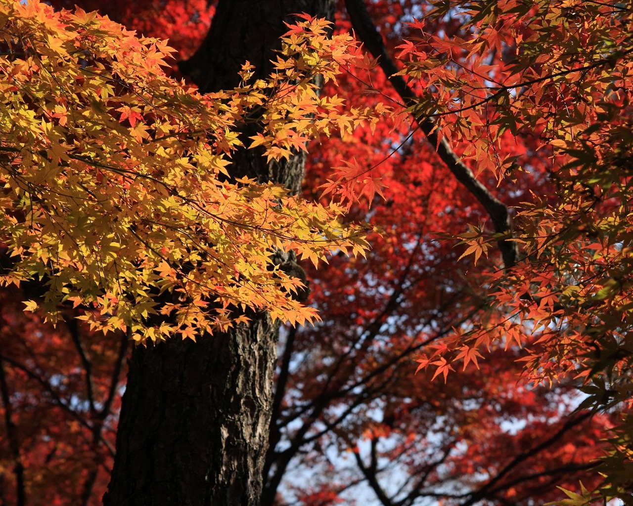 Maple sky wallpaper (2) #8 - 1280x1024