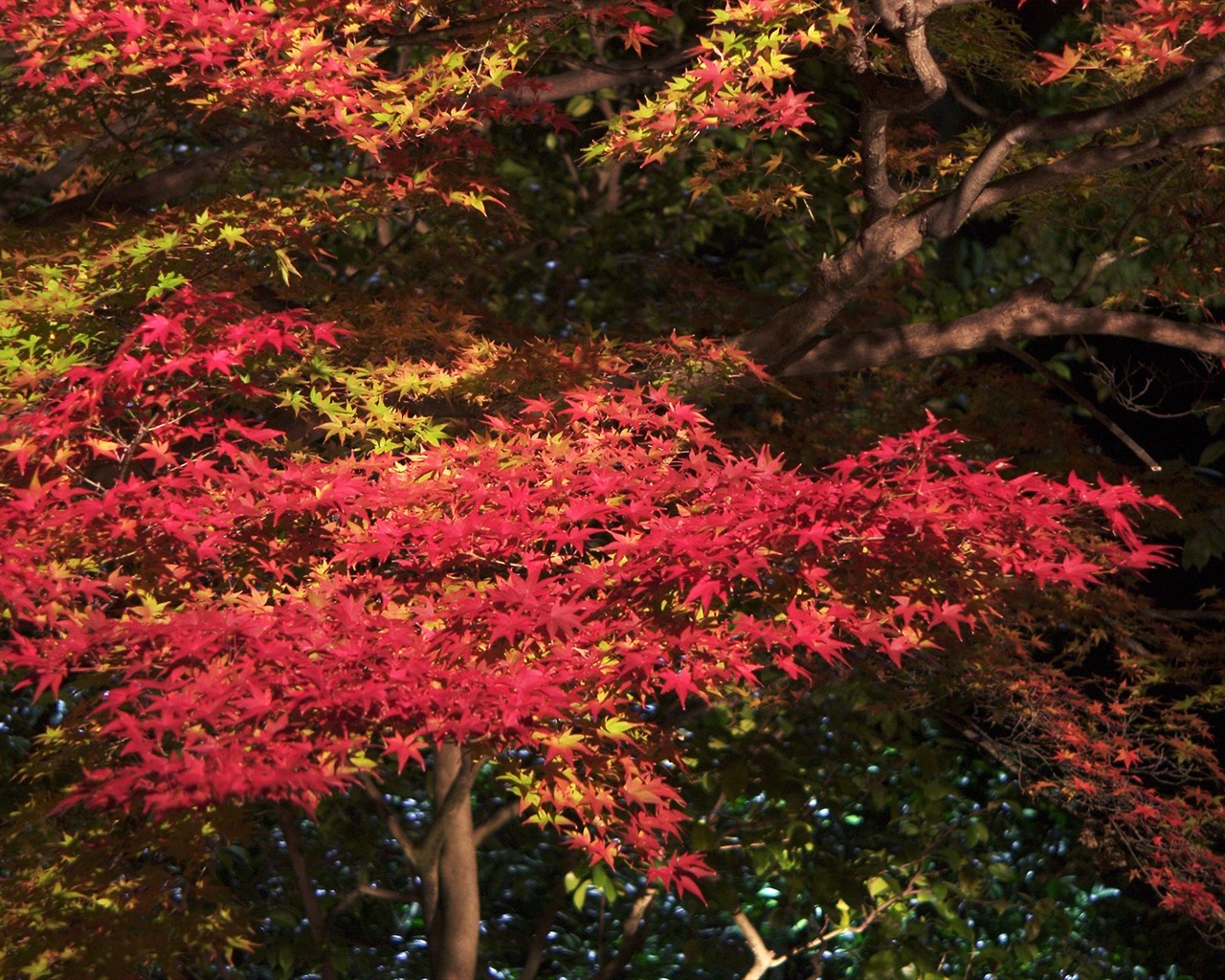 Maple nebe tapetu (2) #9 - 1280x1024