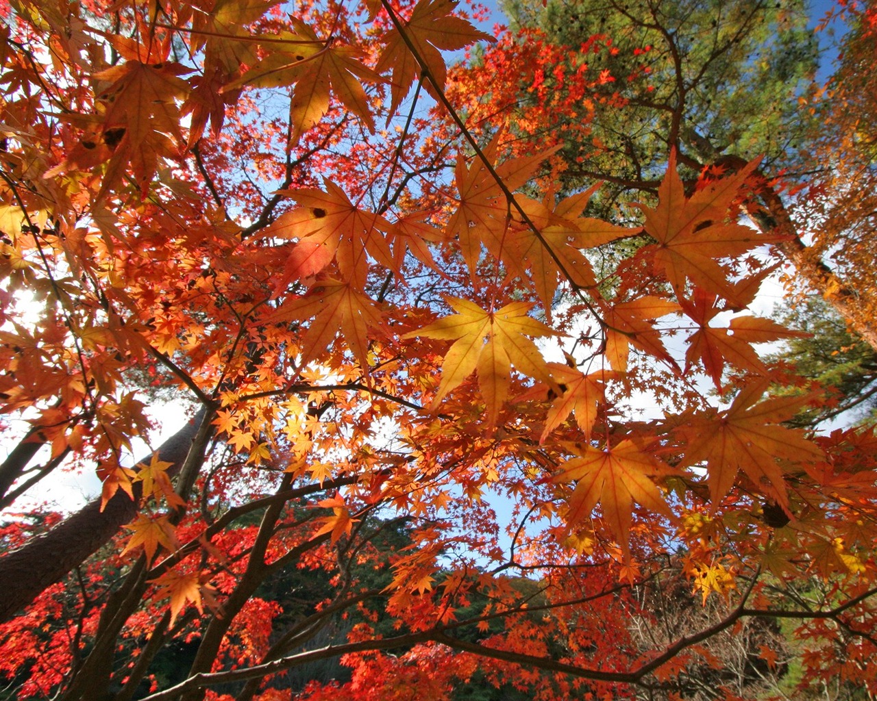 Maple sky wallpaper (2) #10 - 1280x1024