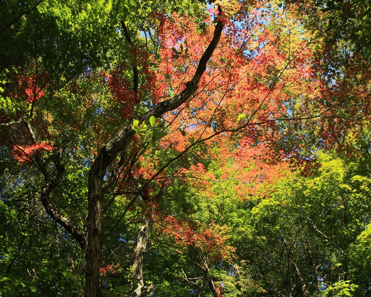 Maple sky wallpaper (2) #11 - 1280x1024