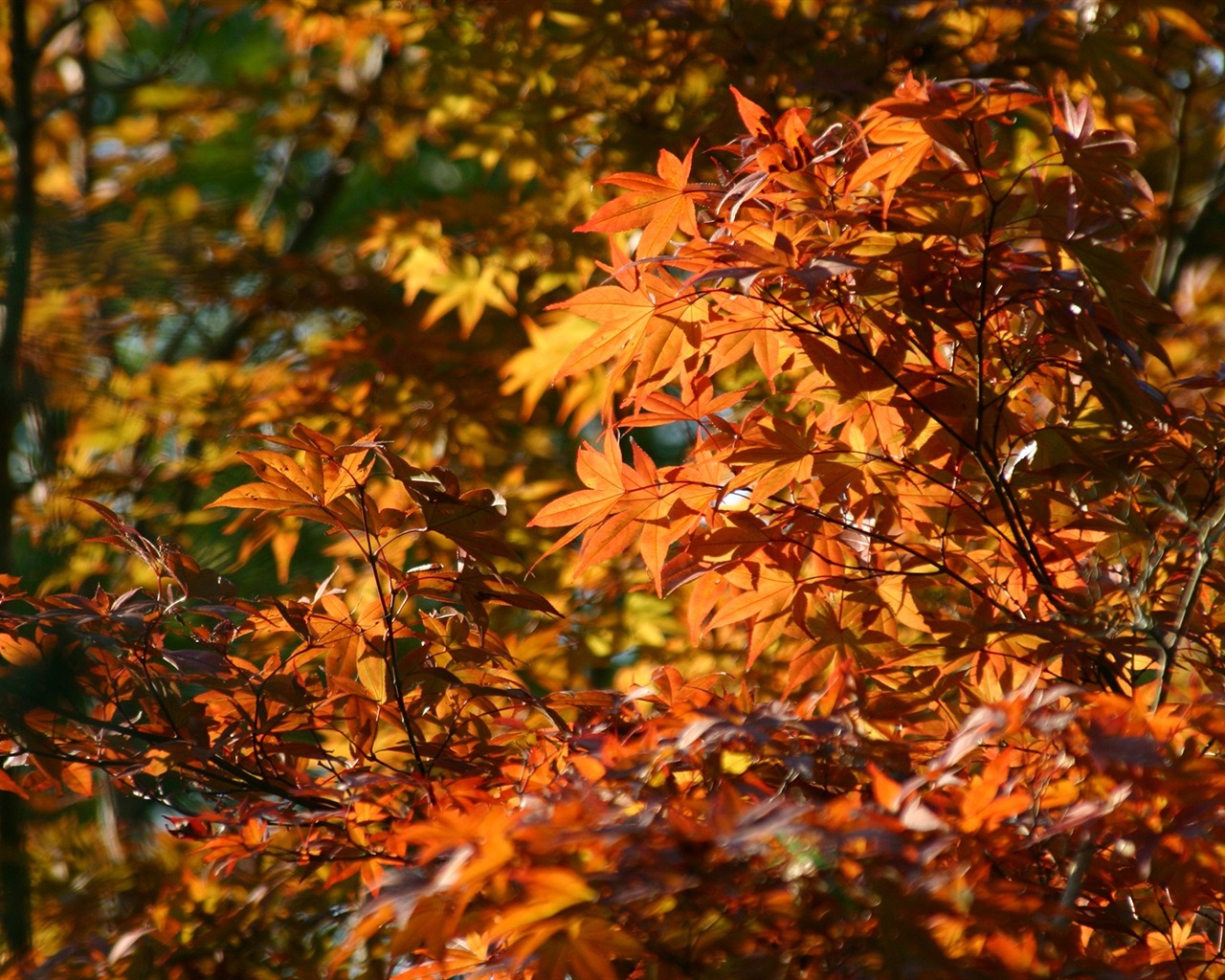 Maple nebe tapetu (2) #12 - 1280x1024