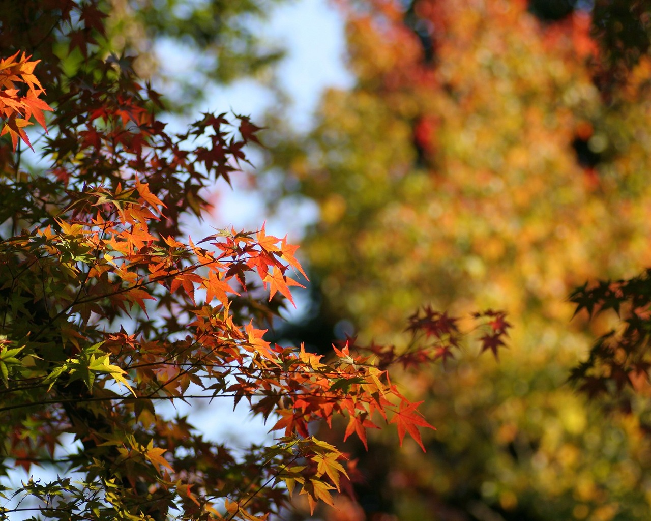 Maple nebe tapetu (2) #13 - 1280x1024