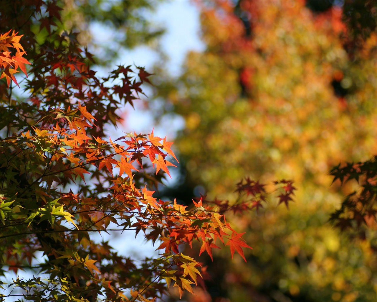 Maple sky wallpaper (2) #13 - 1280x1024