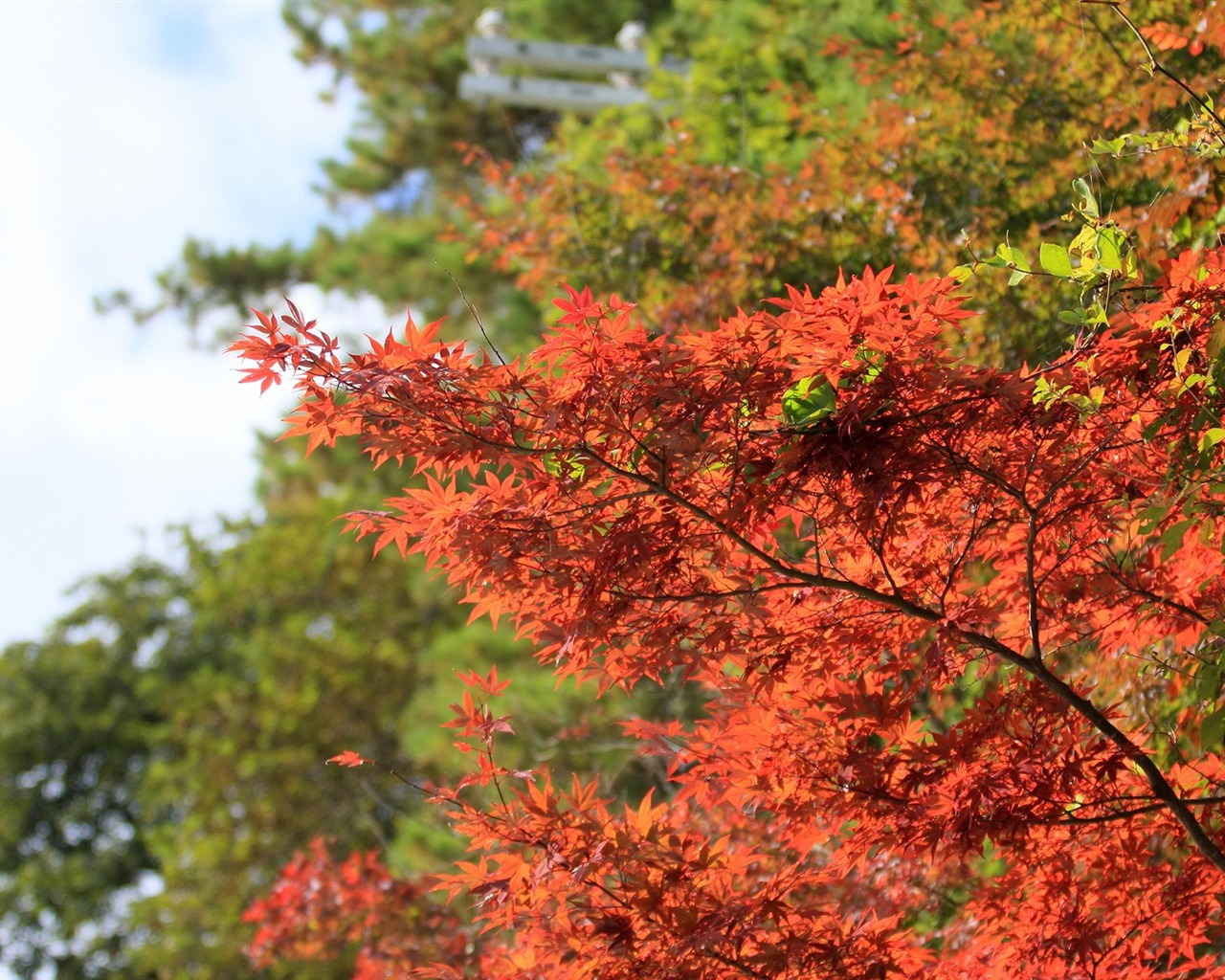 Maple sky wallpaper (2) #14 - 1280x1024