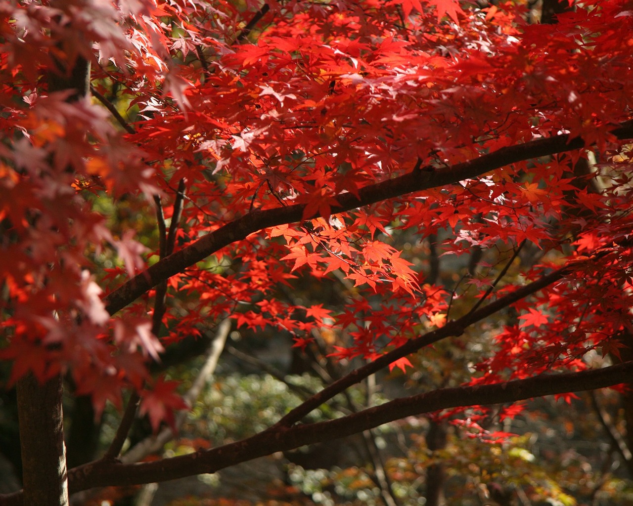 Maple sky wallpaper (2) #15 - 1280x1024