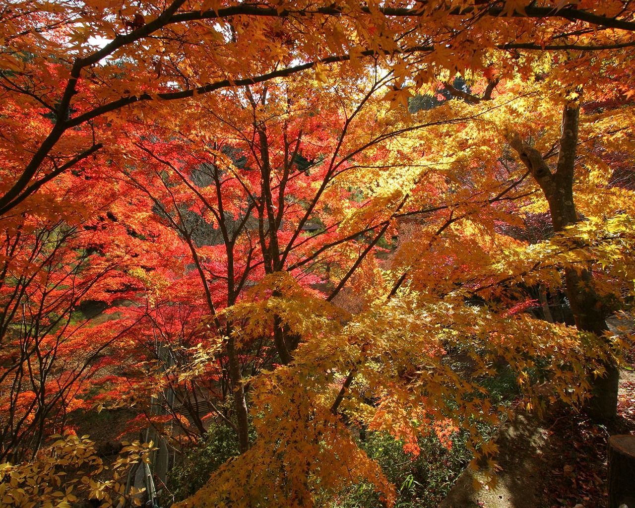 Maple sky wallpaper (2) #16 - 1280x1024