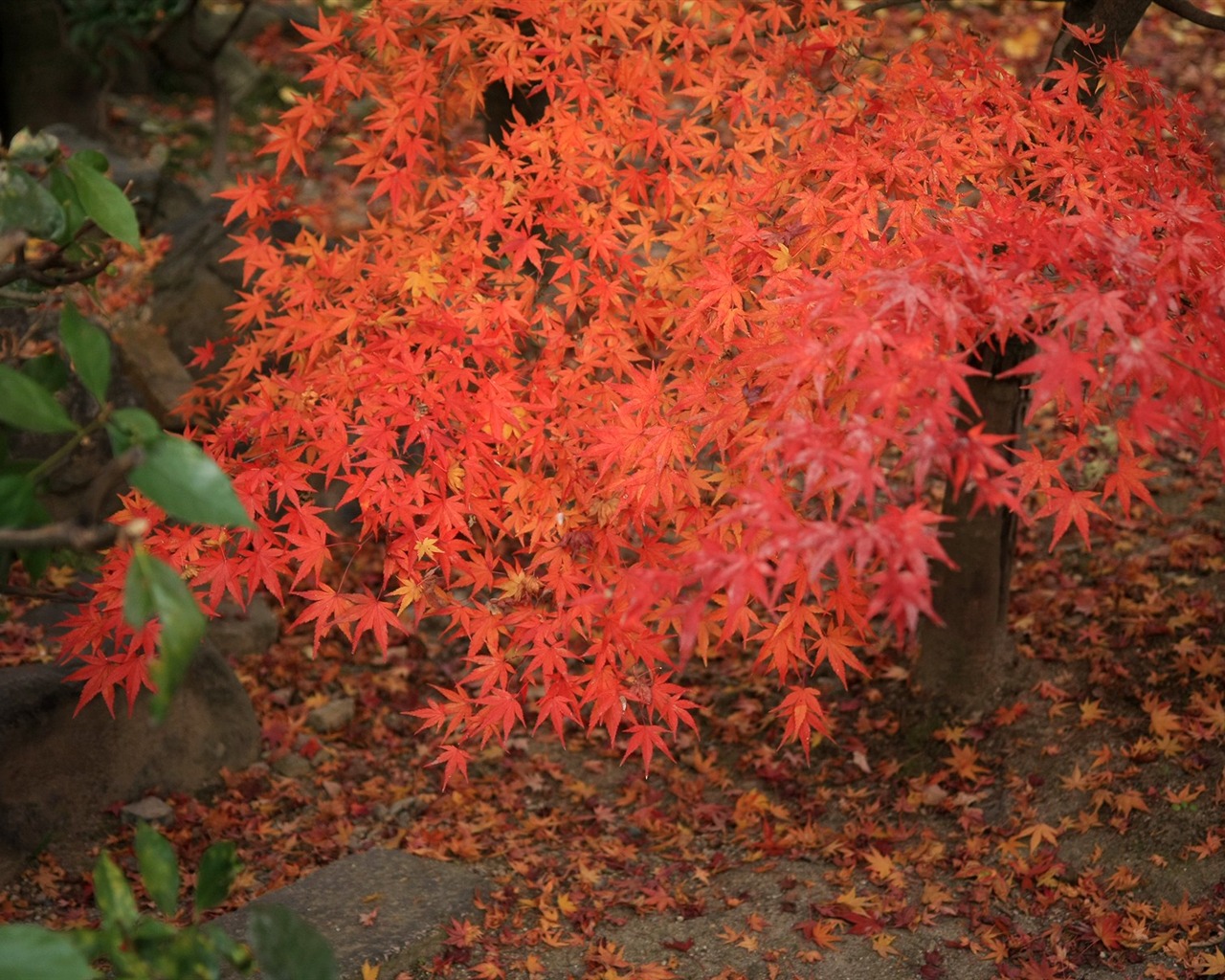 Maple sky wallpaper (2) #17 - 1280x1024