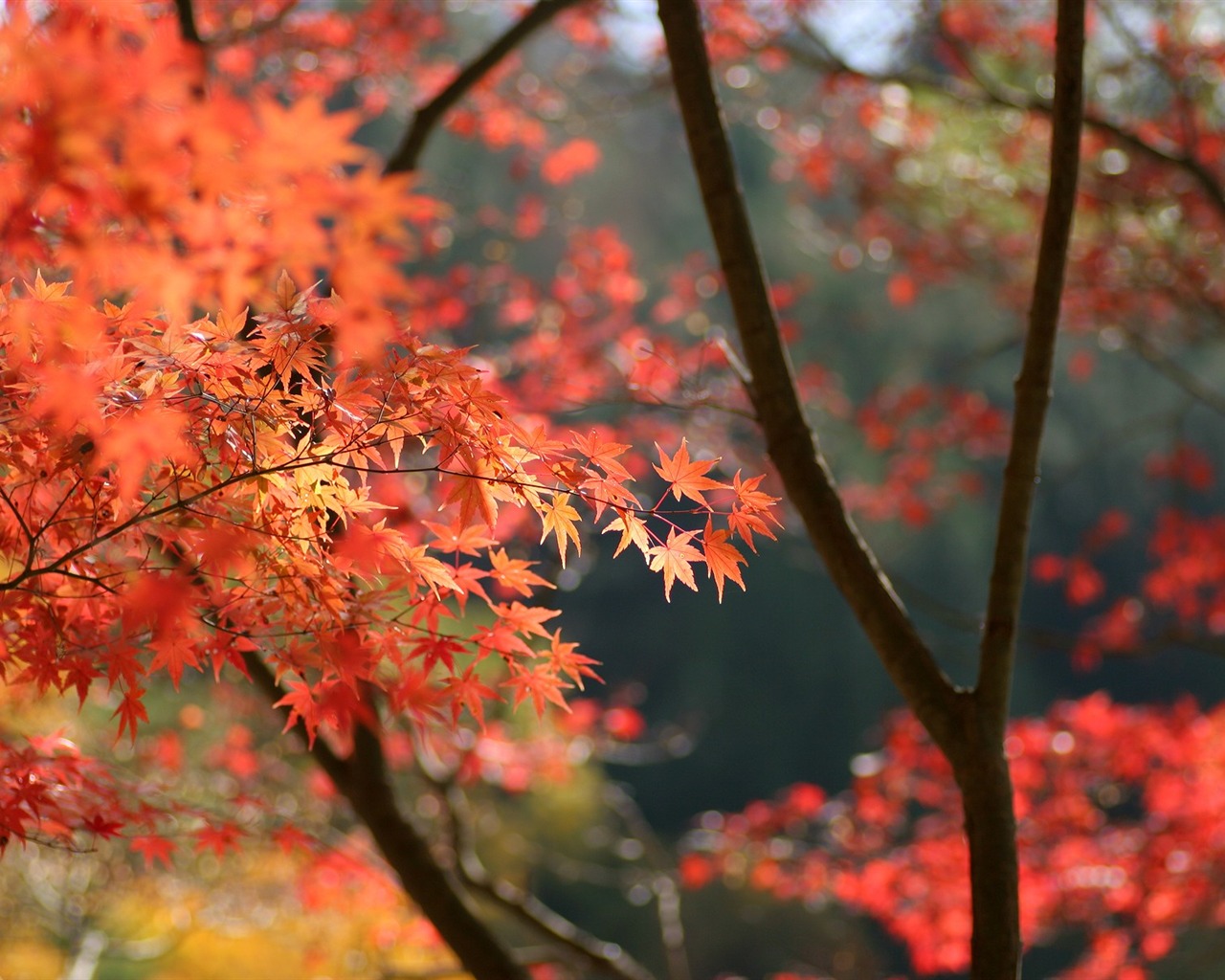 Maple sky wallpaper (2) #18 - 1280x1024