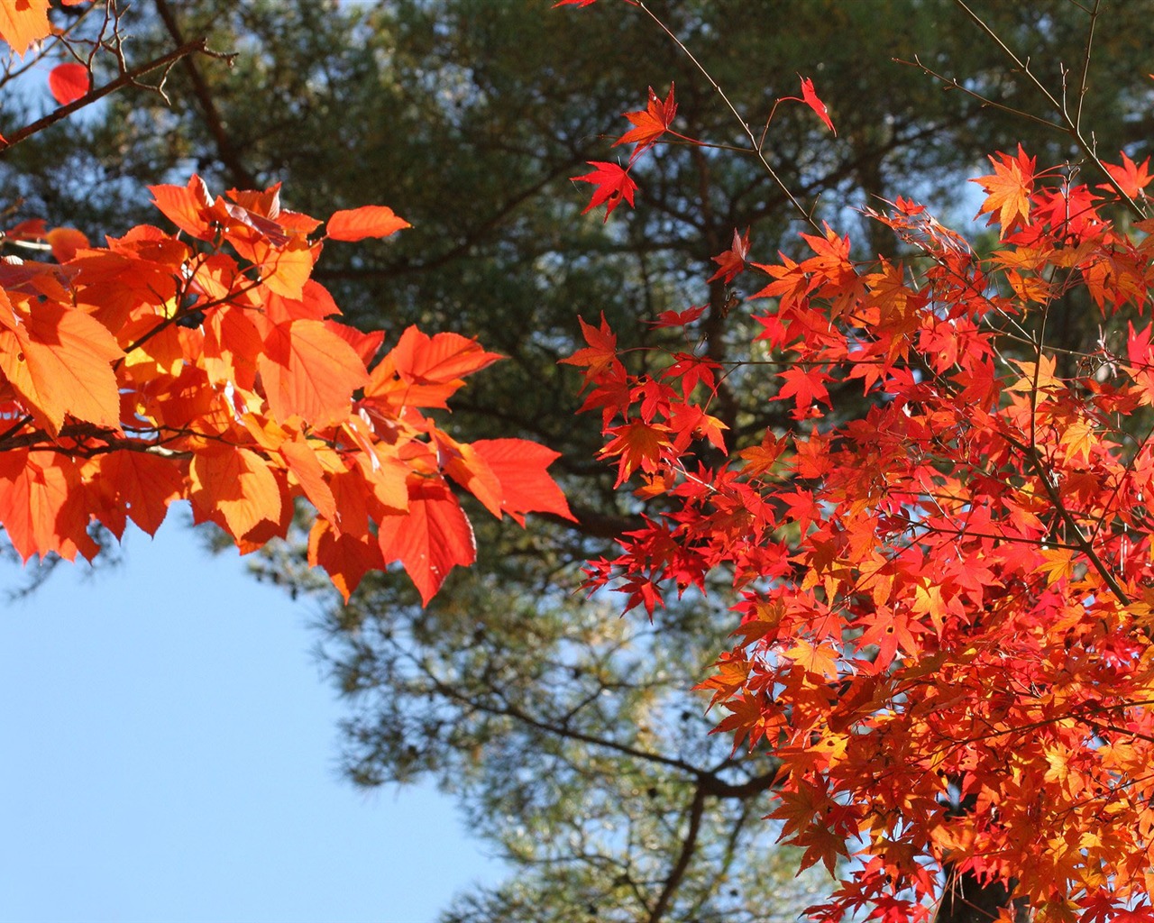 Maple sky wallpaper (2) #19 - 1280x1024