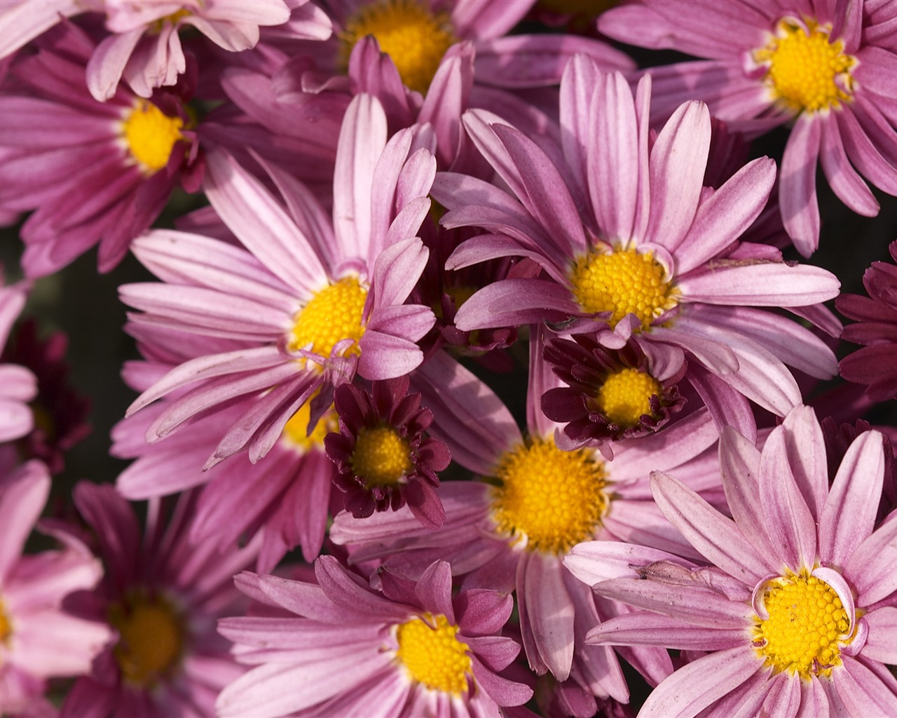 Velký květinový prvek Wallpaper (5) #10 - 1280x1024