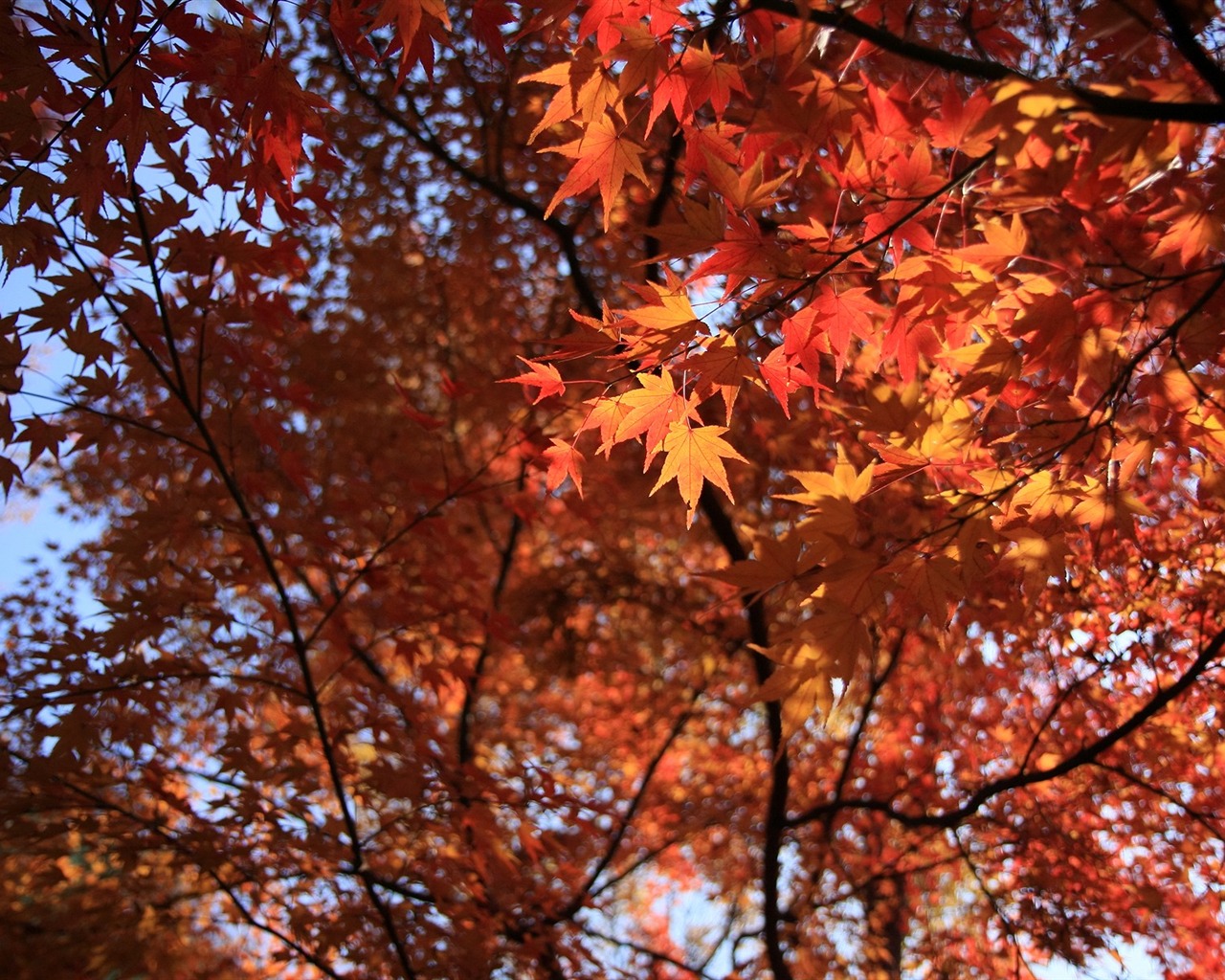 Maple sky wallpaper (3) #1 - 1280x1024