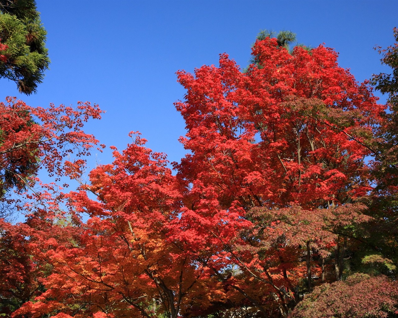 Maple sky wallpaper (3) #3 - 1280x1024