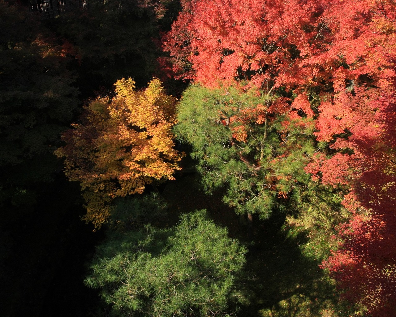 Maple sky wallpaper (3) #5 - 1280x1024