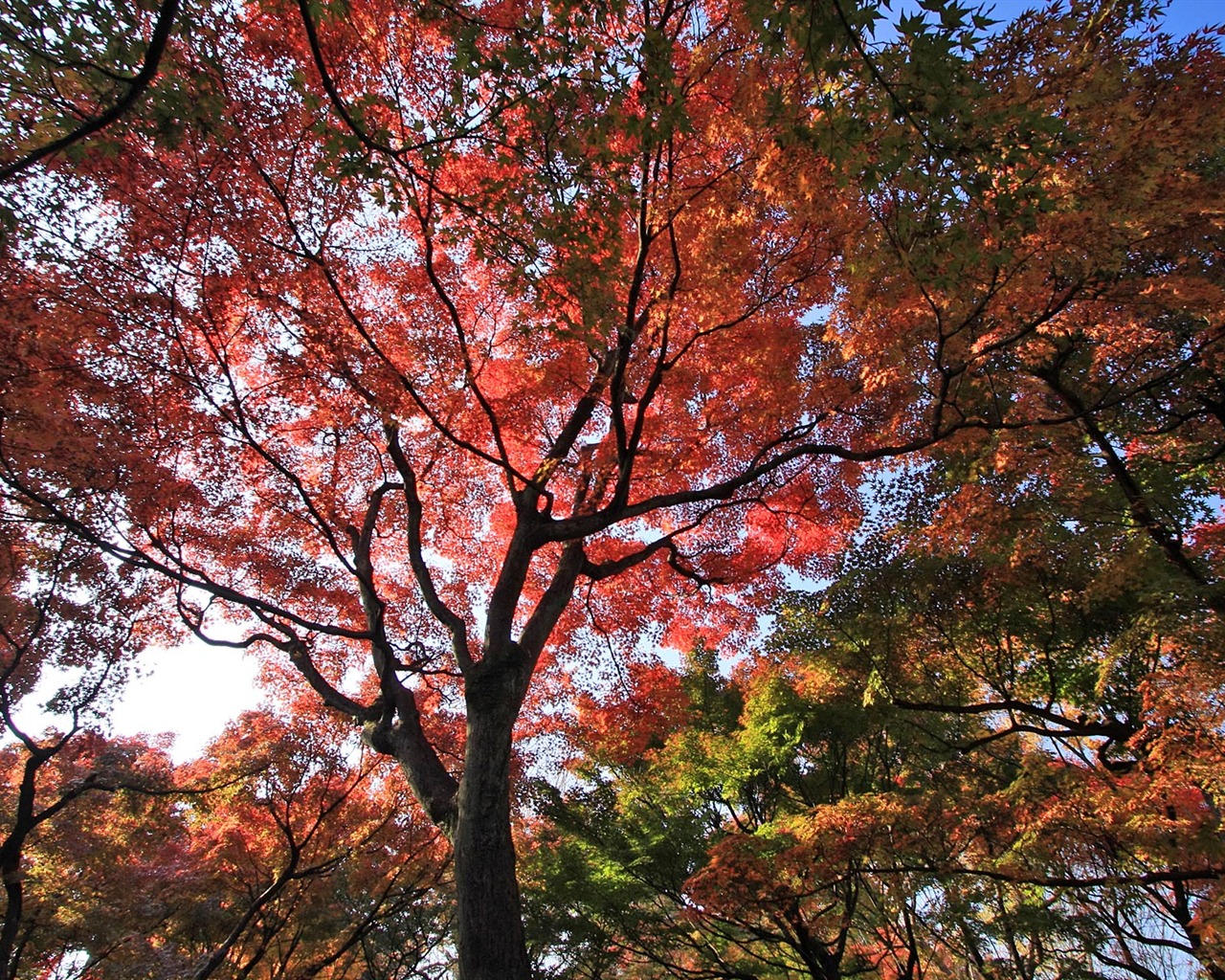 Maple sky wallpaper (3) #6 - 1280x1024