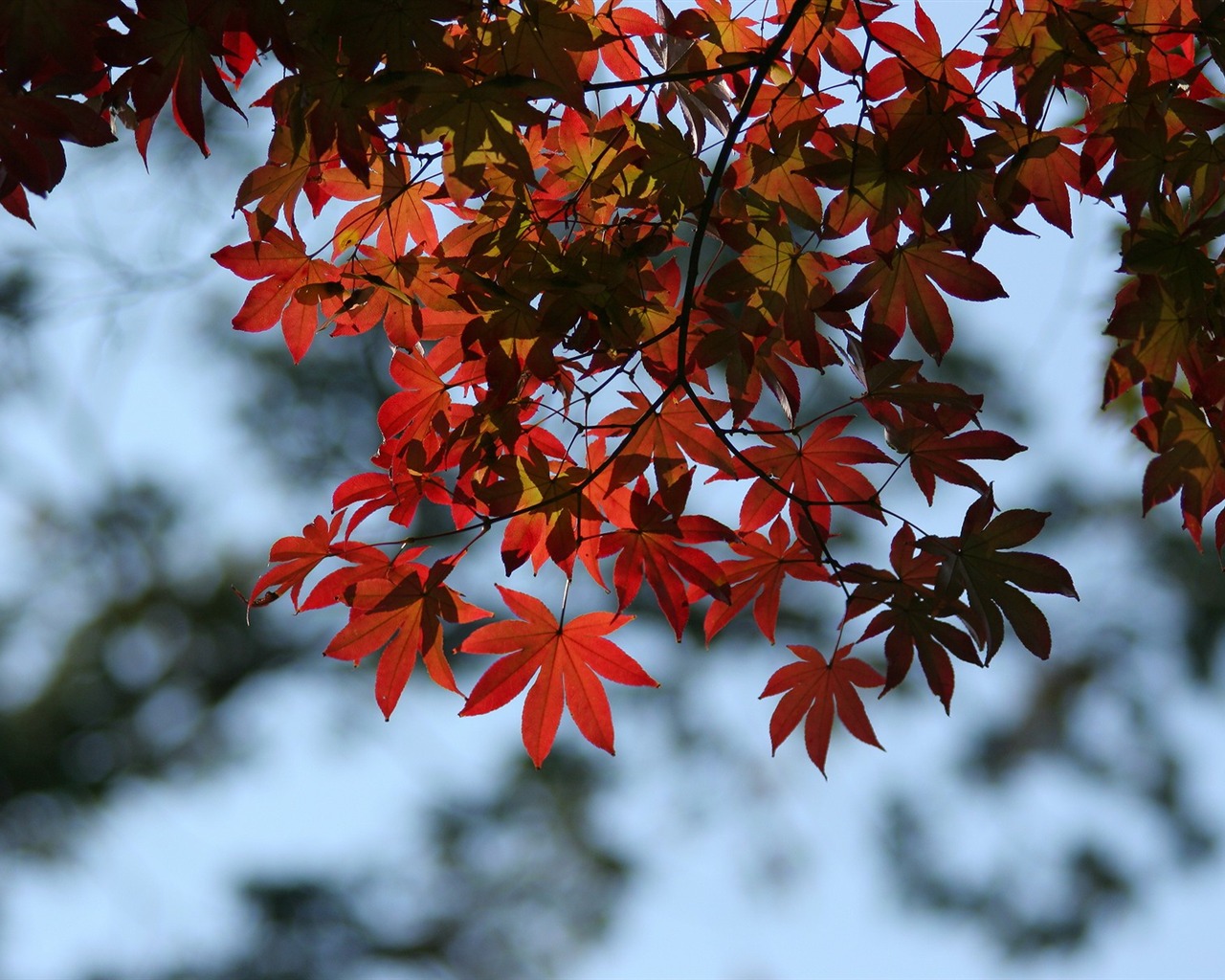 Maple sky wallpaper (3) #7 - 1280x1024