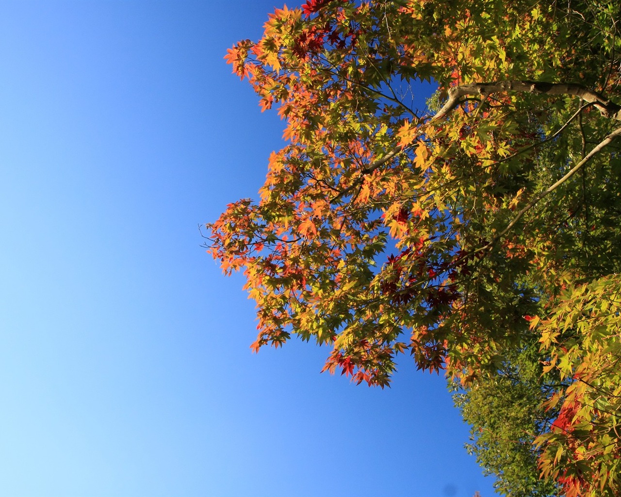 Maple nebe tapetu (3) #8 - 1280x1024