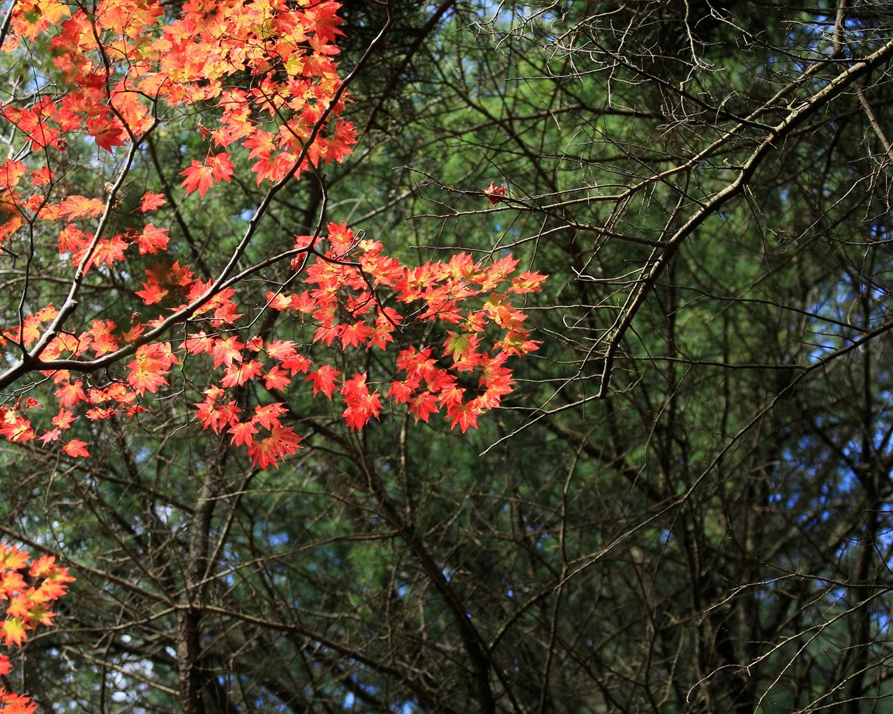 Maple sky wallpaper (3) #9 - 1280x1024