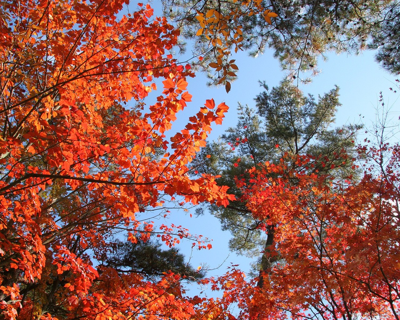 Maple sky wallpaper (3) #10 - 1280x1024