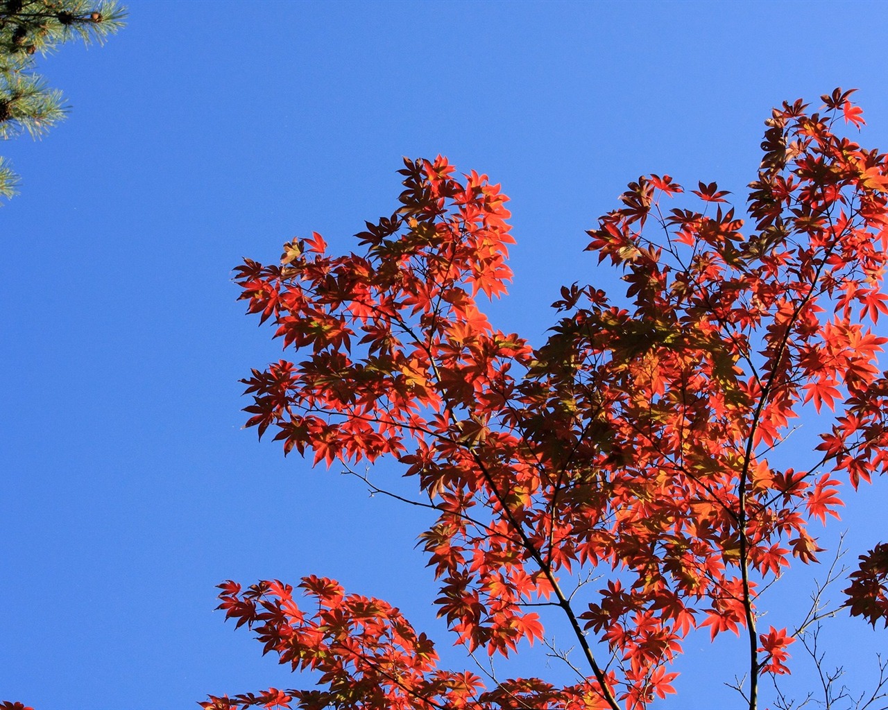 Maple sky wallpaper (3) #11 - 1280x1024