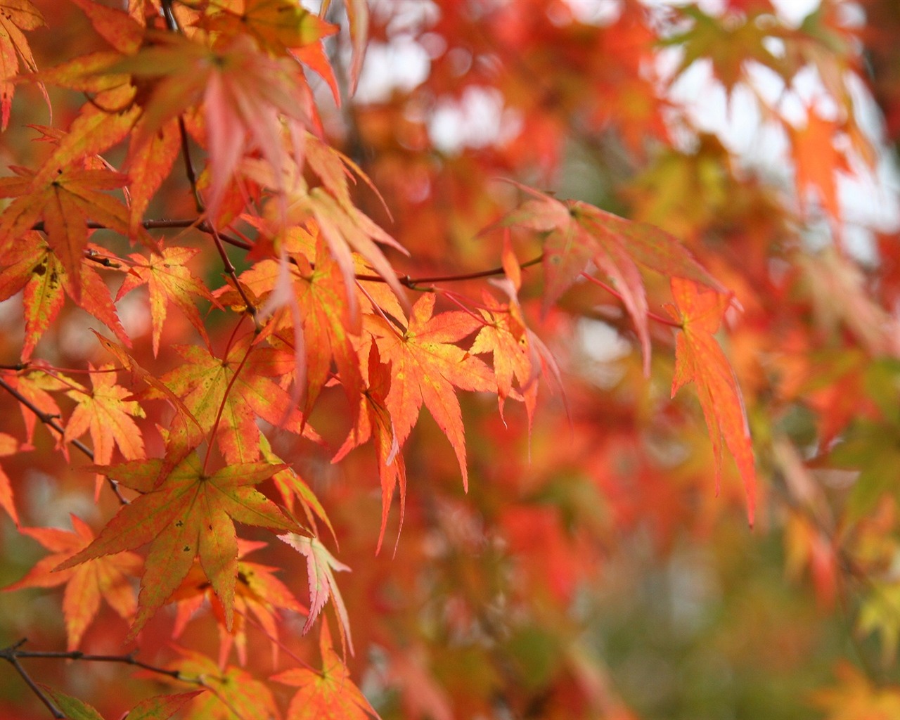 Maple sky wallpaper (3) #12 - 1280x1024