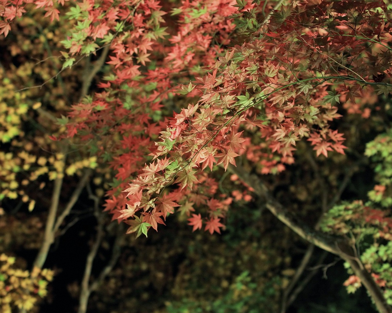 Maple nebe tapetu (3) #13 - 1280x1024