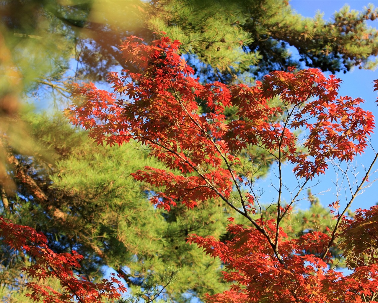 Maple sky wallpaper (3) #14 - 1280x1024