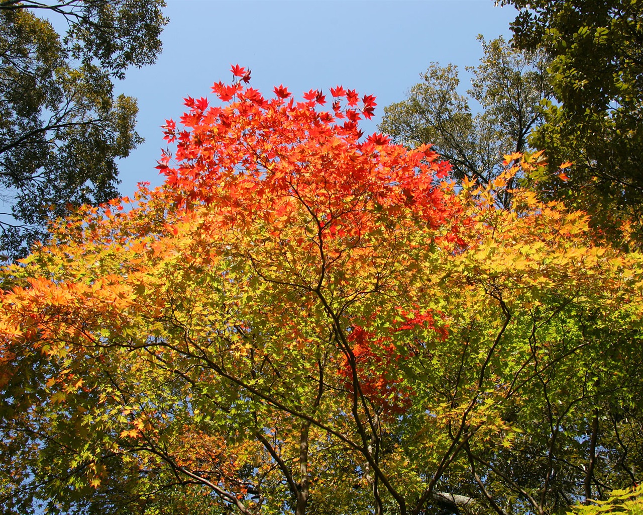 Maple sky wallpaper (3) #15 - 1280x1024