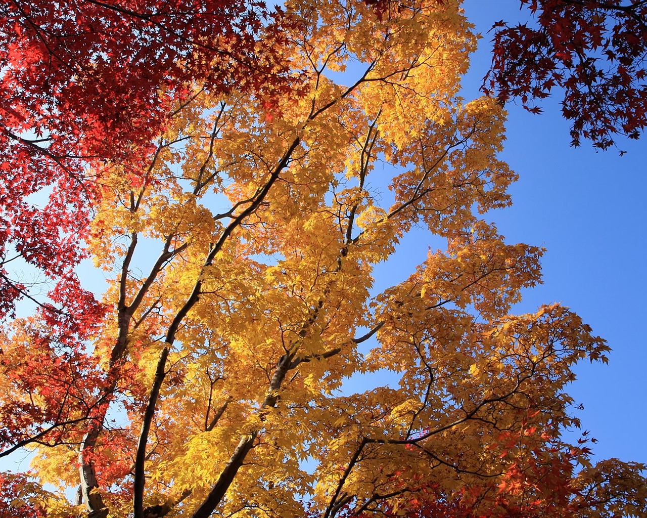 Maple sky wallpaper (3) #16 - 1280x1024