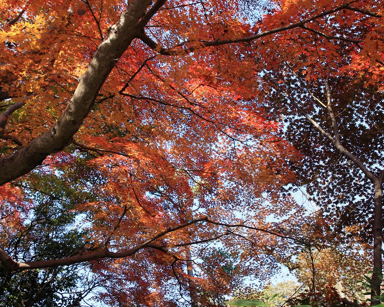 Maple sky wallpaper (3) #17 - 1280x1024