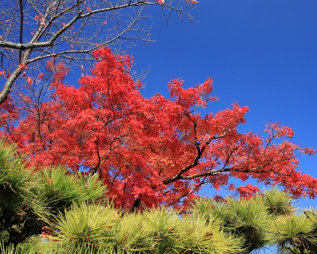 Maple sky wallpaper (3) #18 - 1280x1024