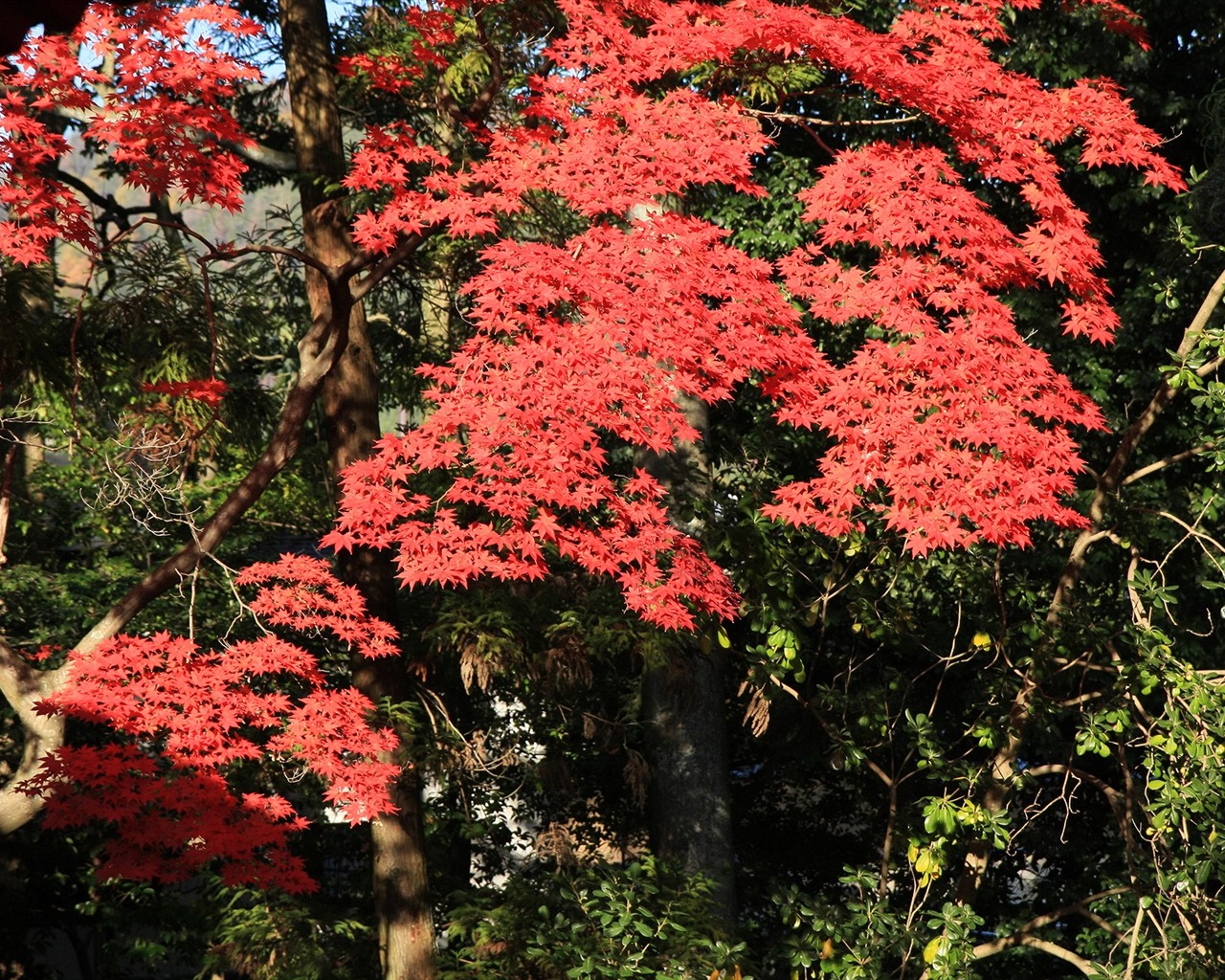 Maple sky wallpaper (3) #19 - 1280x1024