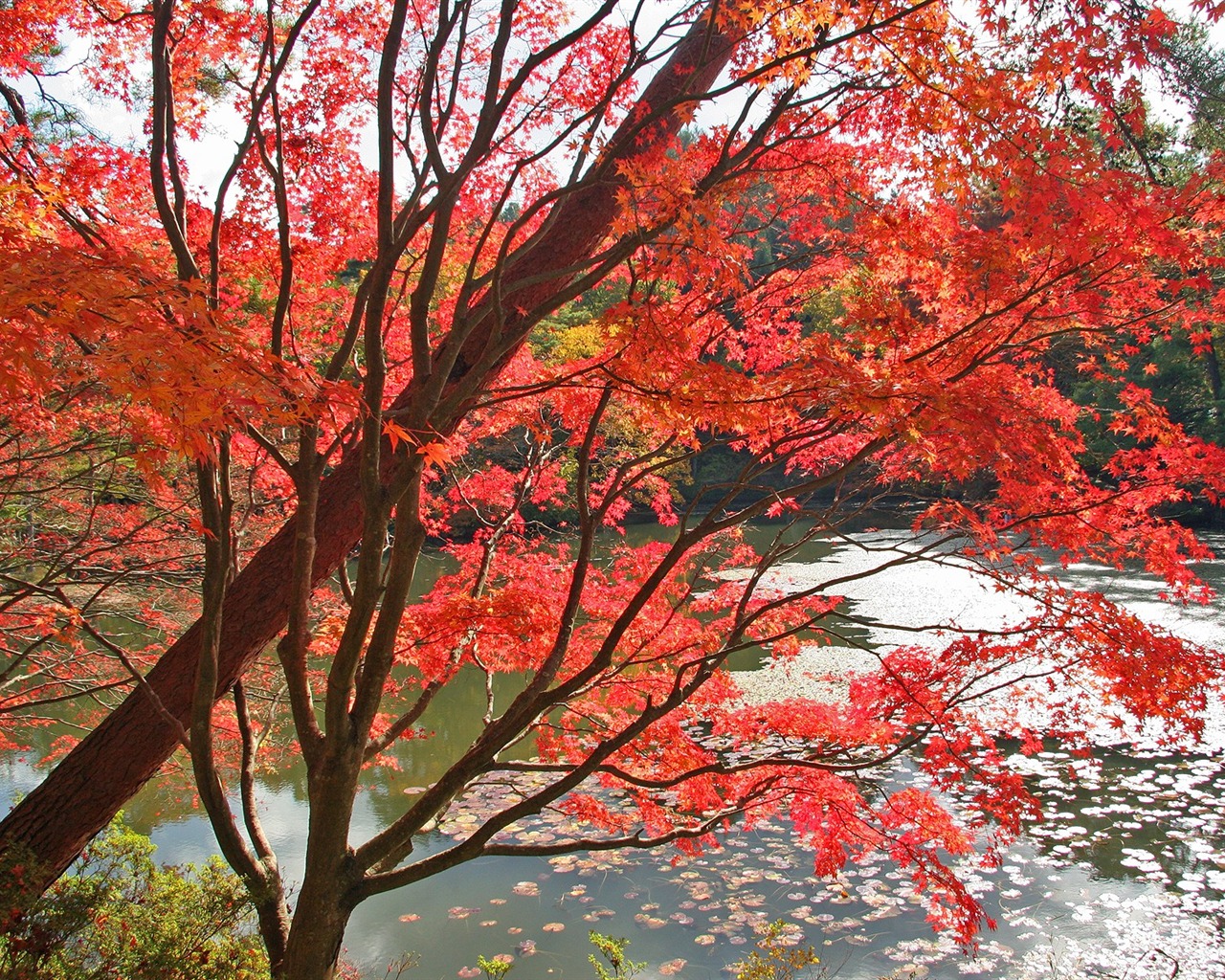 Maple sky wallpaper (3) #20 - 1280x1024