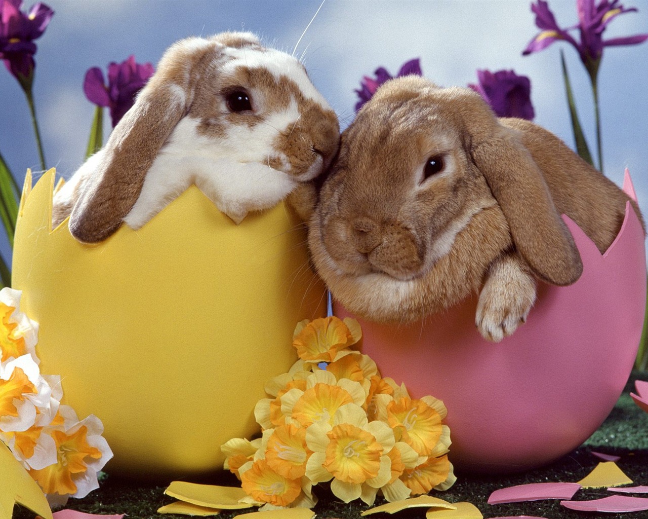 Rabbit Foto tapety (1) #1 - 1280x1024