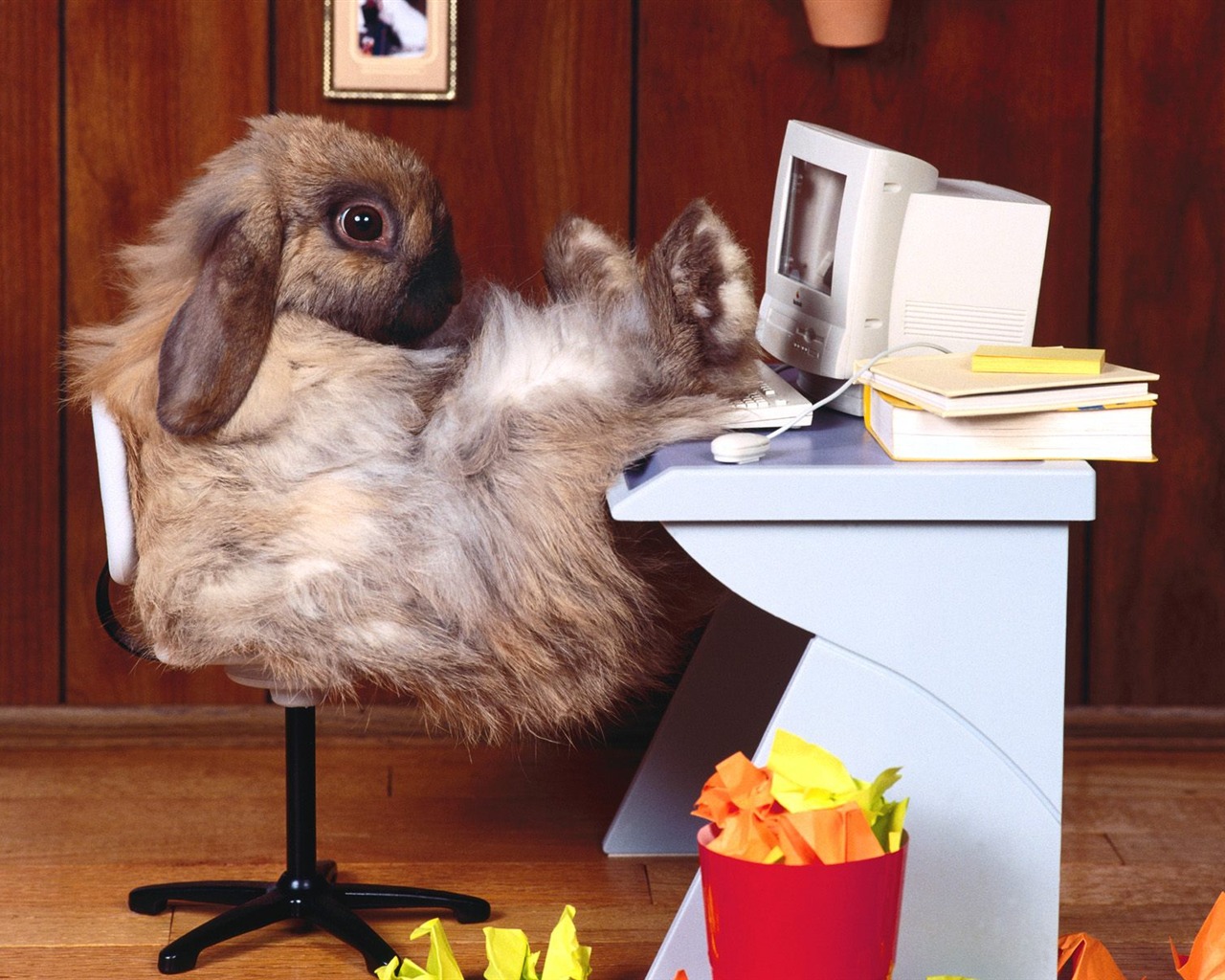 Rabbit Foto tapety (1) #3 - 1280x1024