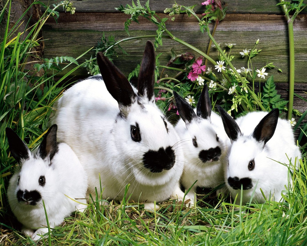 Rabbit Foto tapety (1) #6 - 1280x1024
