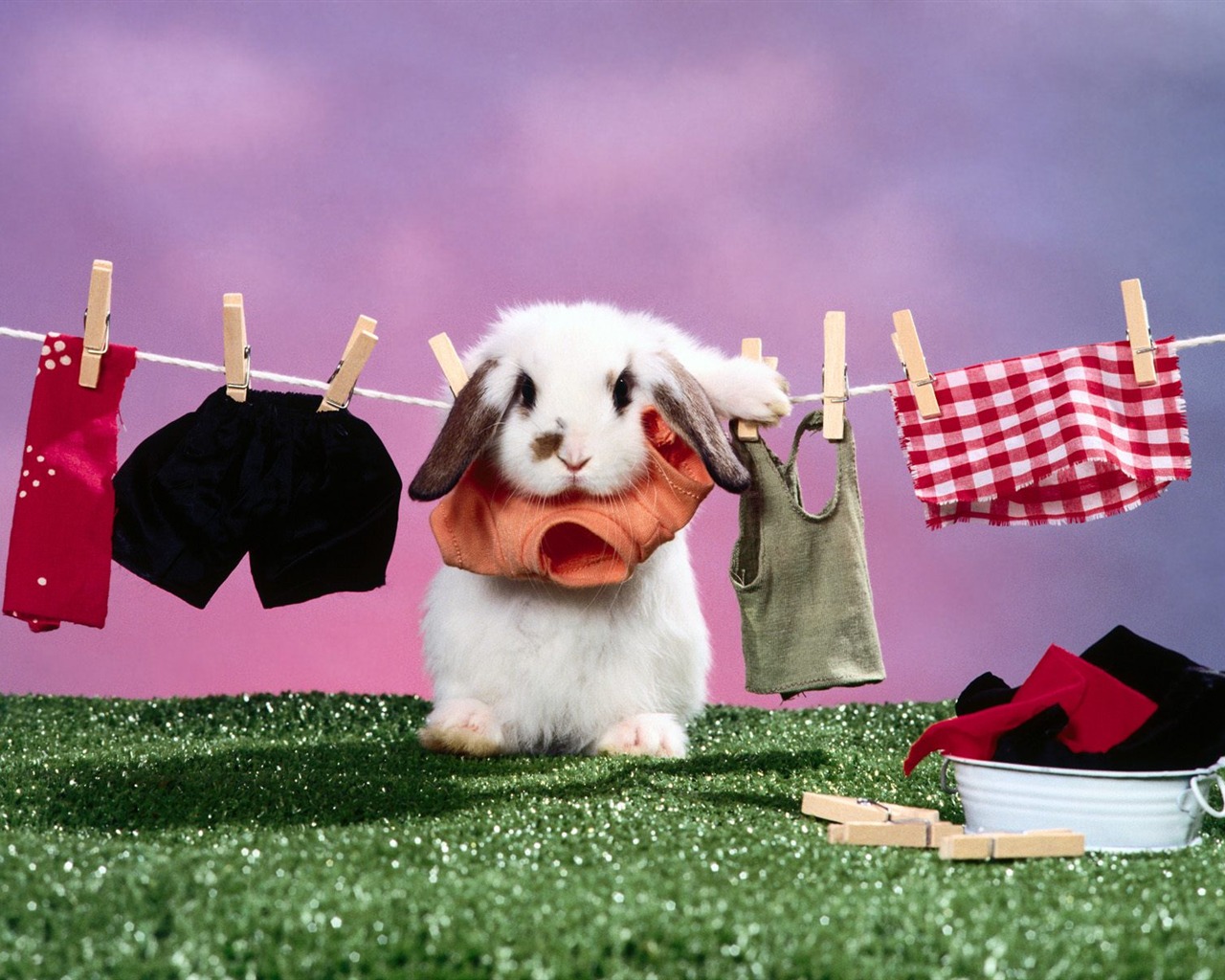 Rabbit Foto tapety (1) #9 - 1280x1024