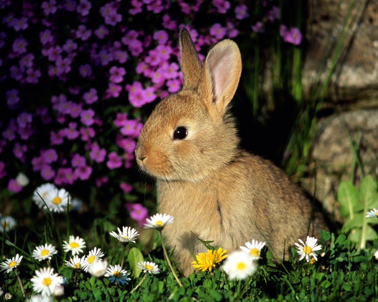 Rabbit Photo Wallpaper (1) #13 - 1280x1024