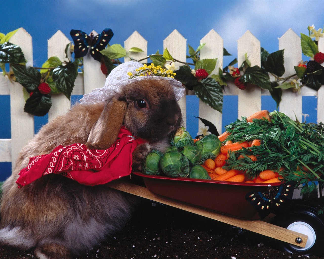 Rabbit Photo Wallpaper (1) #15 - 1280x1024