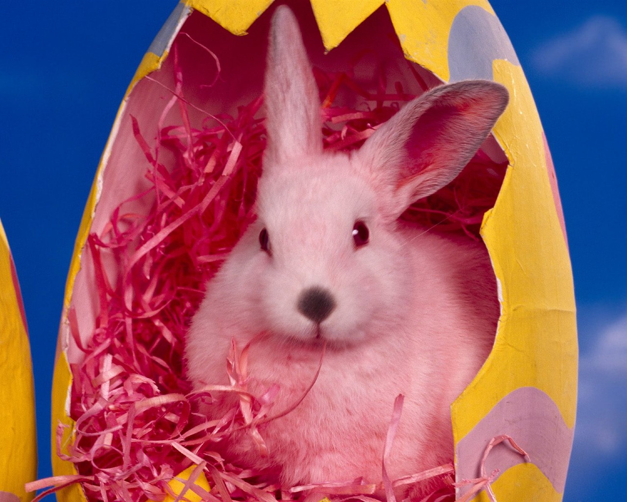 Rabbit Foto tapety (1) #16 - 1280x1024