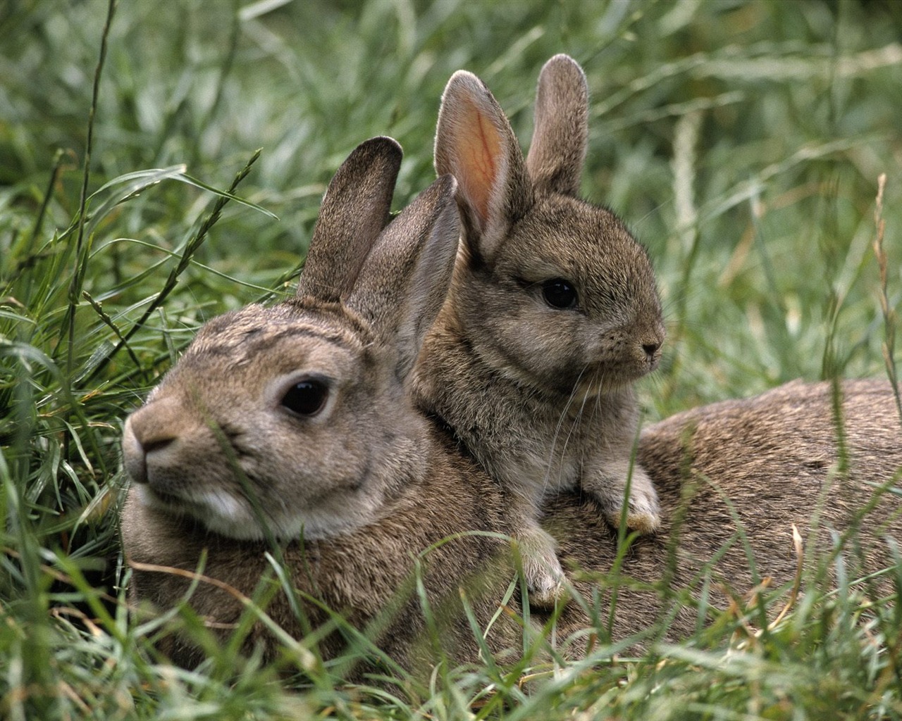 Rabbit Foto tapety (1) #18 - 1280x1024