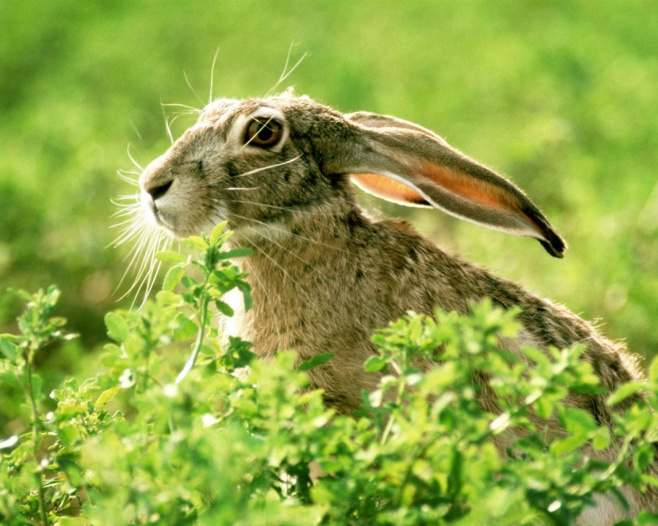 Rabbit Photo Wallpaper (1) #19 - 1280x1024