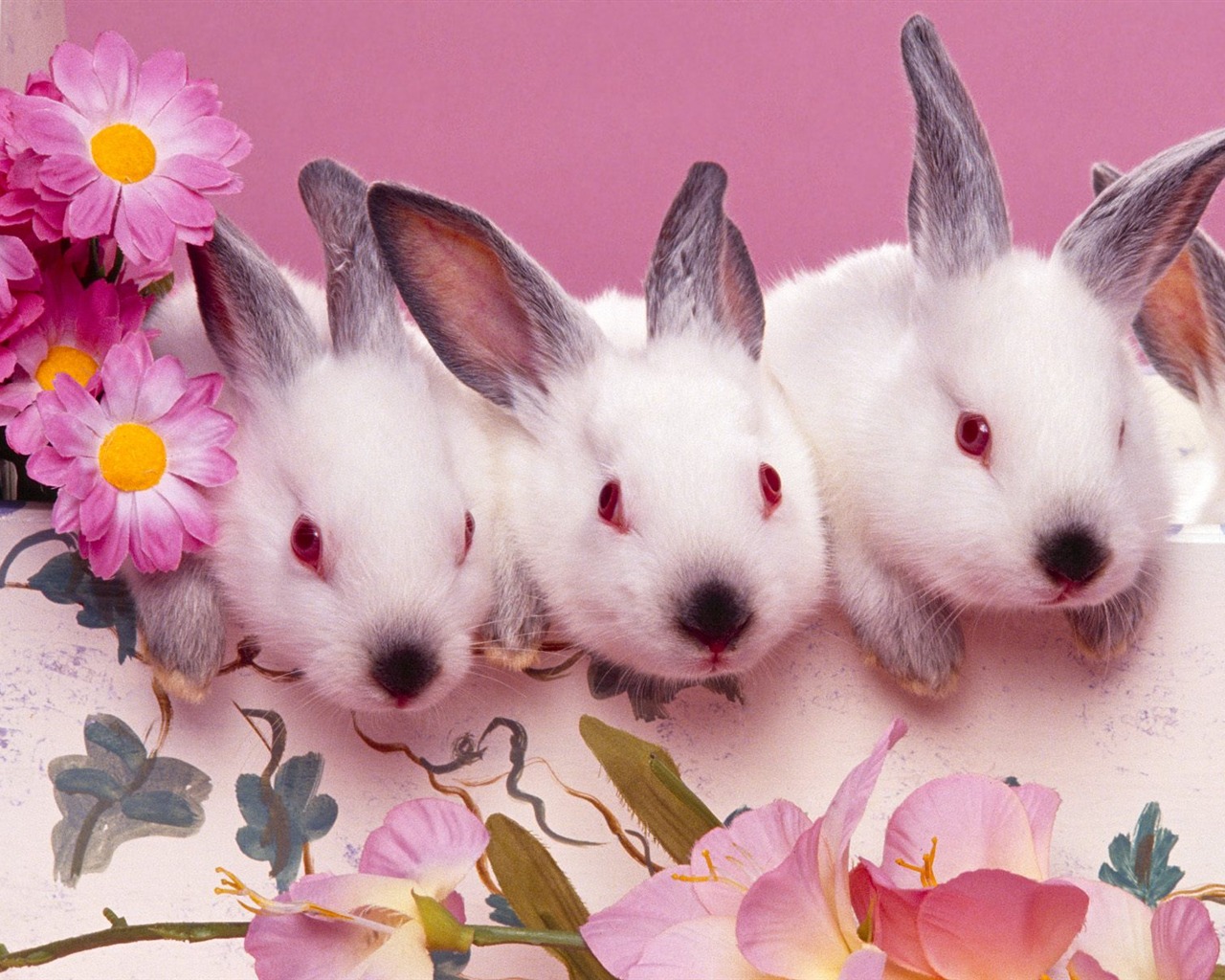 Rabbit Foto tapety (1) #22 - 1280x1024